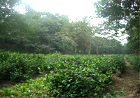 茶园美景