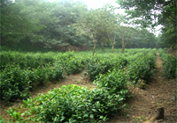 茶园美景