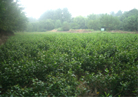茶园美景
