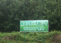 茶园美景