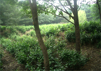 茶园美景