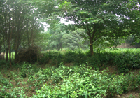茶园美景
