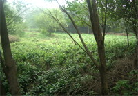 茶园美景