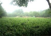 茶园美景