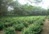 茶园美景