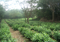 茶园美景