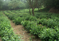 茶园美景