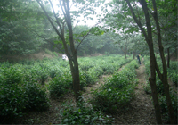 茶园美景