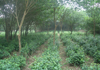 茶园美景