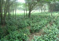 茶园美景