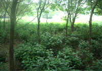 茶园美景
