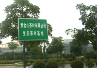 茶厂实景