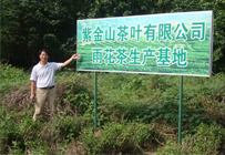 茶园实景