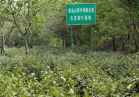 茶园美景