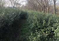 茶园美景