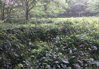 茶园美景