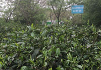 茶园美景