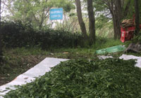 茶园美景