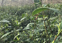 茶园美景