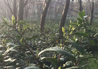 茶园美景