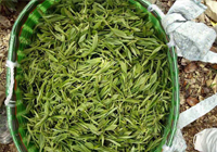 茶园美景
