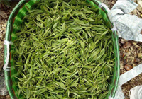 茶园美景