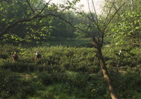 茶园美景