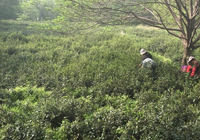 茶园美景