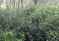 茶园美景