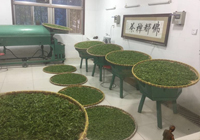 鲜叶萎凋