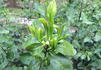 茶园茶树