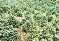 茶园美景