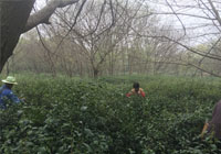 鲜叶采摘