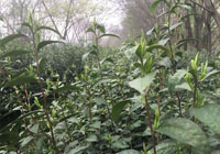 茶厂美景