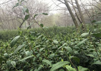 茶厂美景