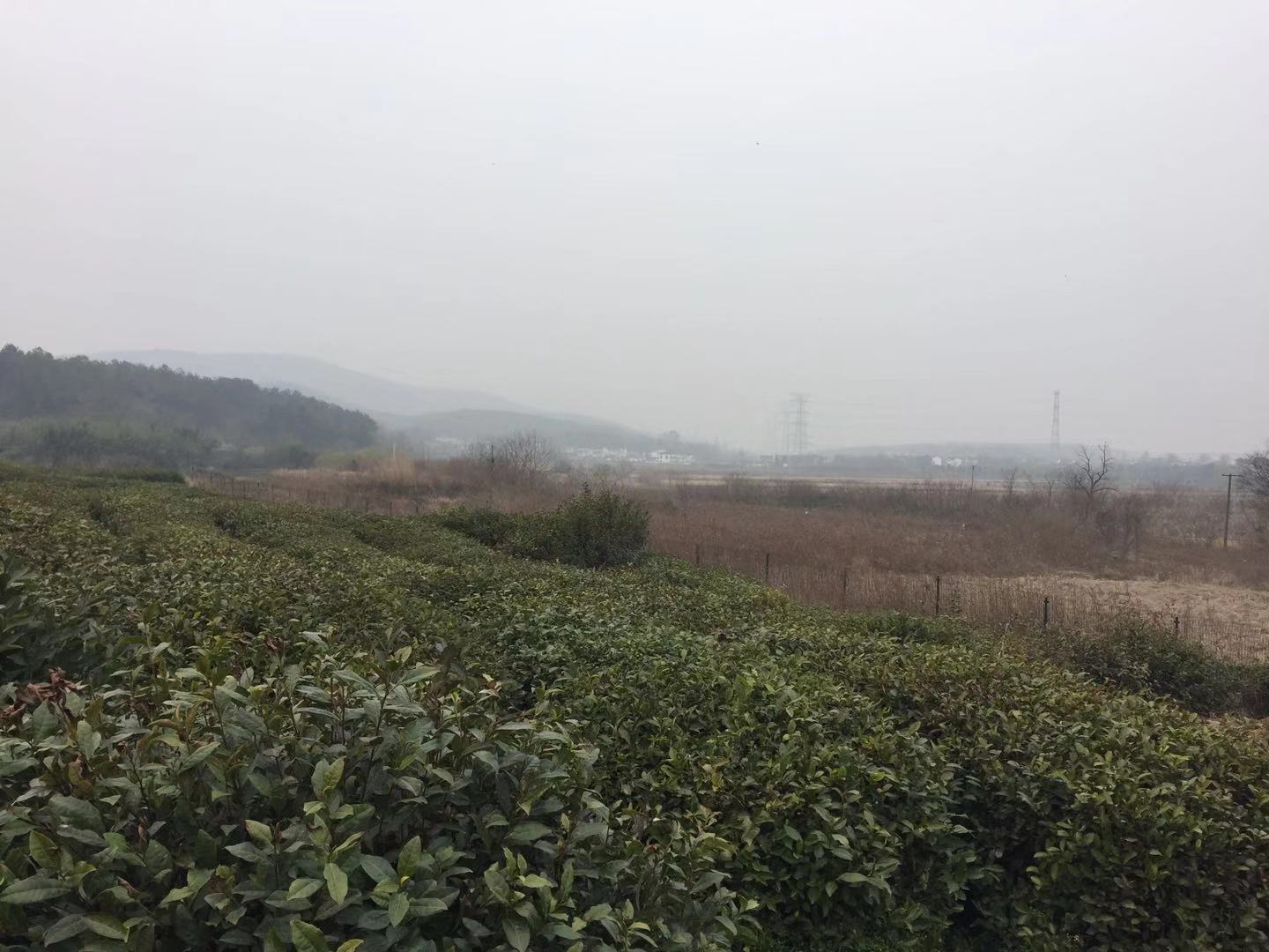 千亩基地