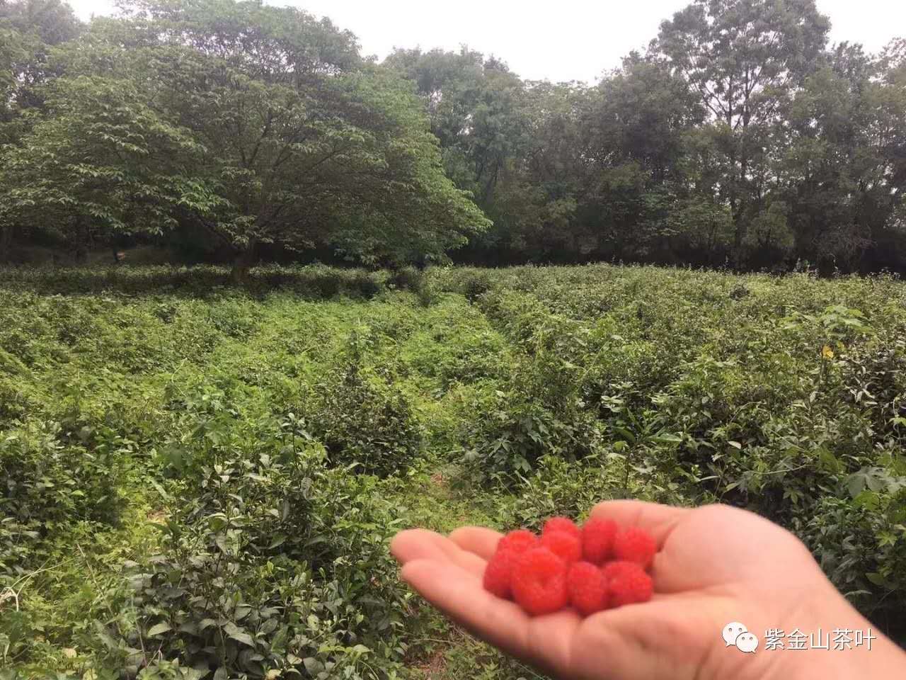茶园美景