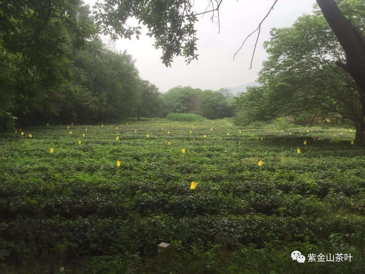 物理除虫