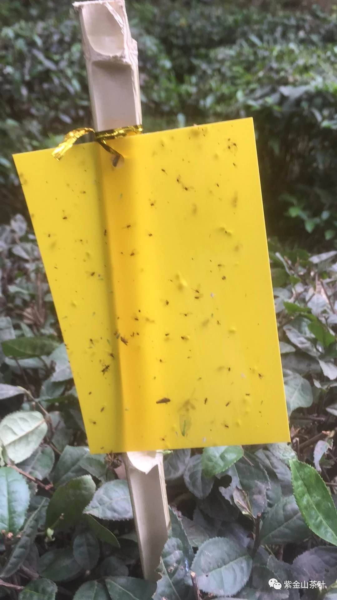 物理除虫