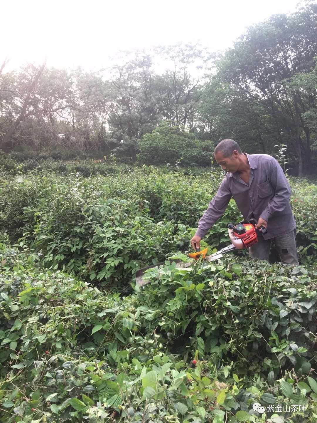 茶园修剪